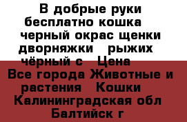 В добрые руки бесплатно,кошка,2.5черный окрас,щенки дворняжки,3 рыжих 1 чёрный,с › Цена ­ - - Все города Животные и растения » Кошки   . Калининградская обл.,Балтийск г.